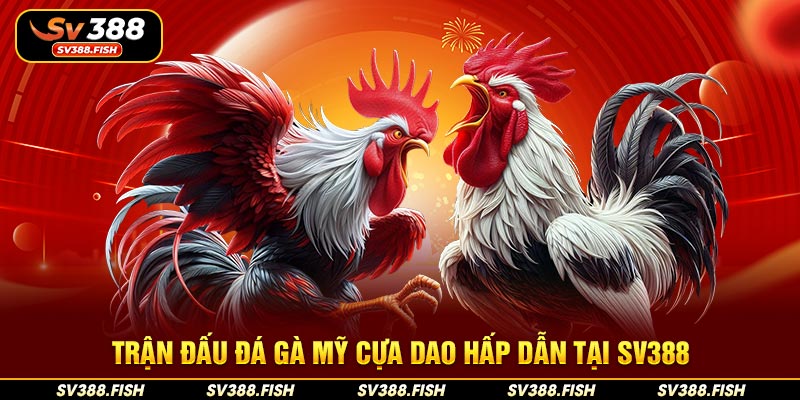 Trận đấu đá gà Mỹ cựa dao hấp dẫn tại SV388