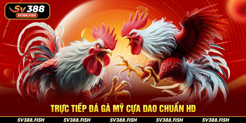 Trực tiếp đá gà Mỹ cựa dao chuẩn HD
