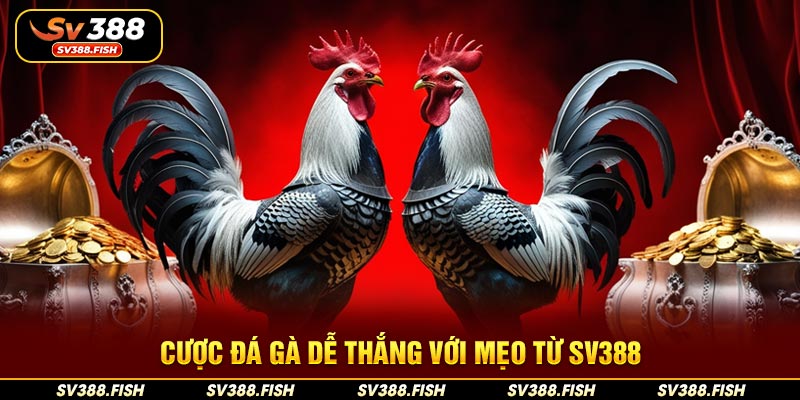 Cược đá gà dễ thắng với mẹo từ SV388