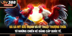 Đá gà Mỹ Sức mạnh và kỹ thuật thượng thừa từ những chiến kê đẳng cấp quốc tế