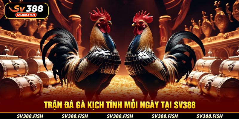 Trận đá gà kịch tính mỗi ngày tại SV388
